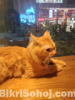 Pure Ginger Persian Cat